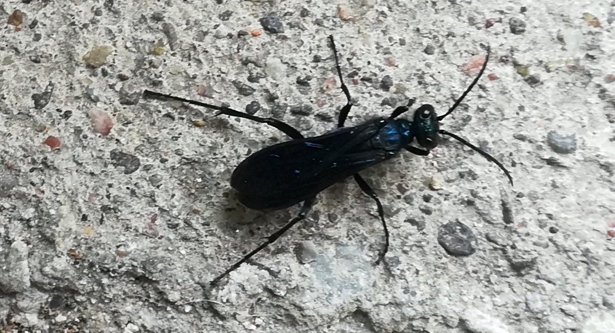 Photo of a Blue mud wasp