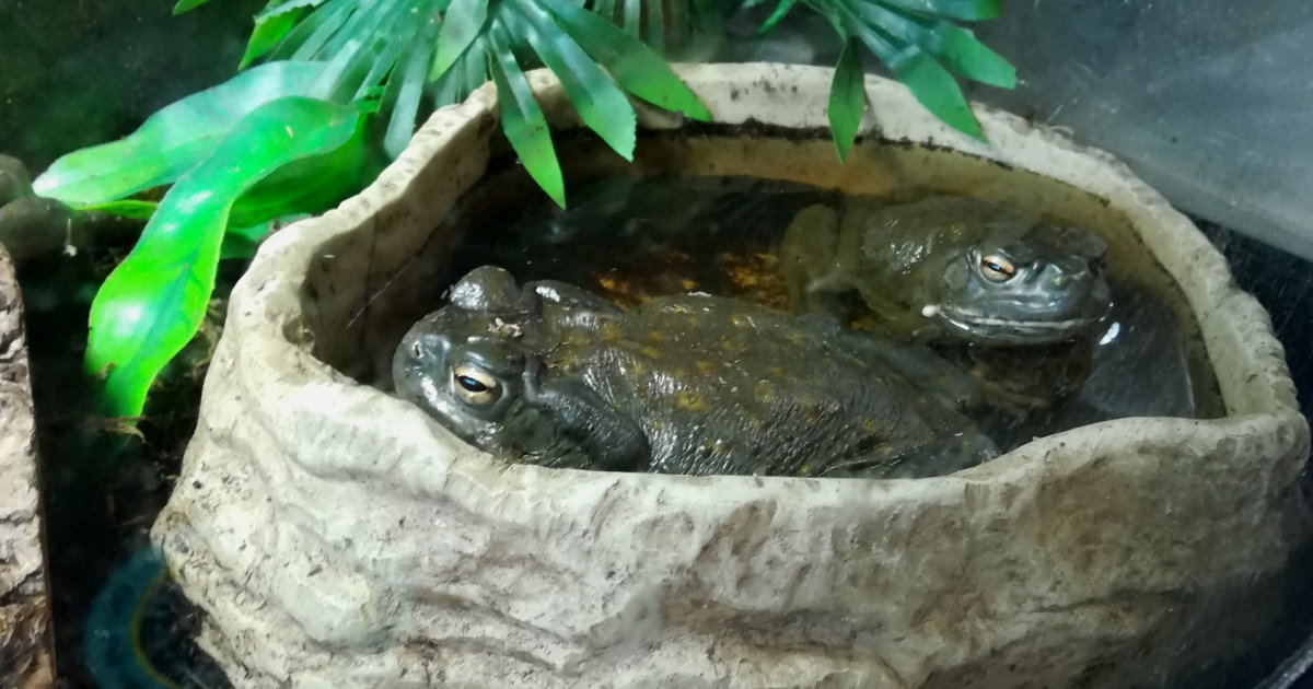 Colorado river toads as pets.